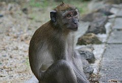 Opice jsou součástí Thajska